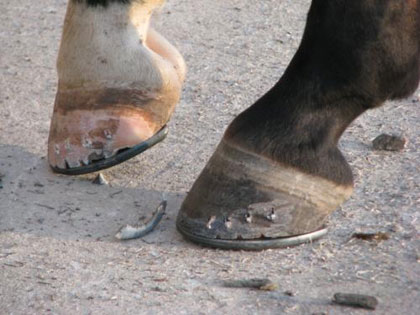 After Shoe Attached